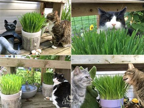 The ultimate guide to growing cat grass | Cat grass, Cat grass diy, Cat grass indoor