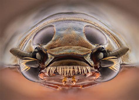 Whirligig beetle head (Gyrinus sp.) | Nikon’s Small World