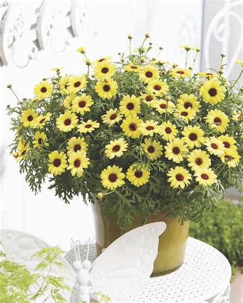 Argyranthemum-frutescens-Grandaisy-Bright-Yellow_32702_1 | Blomsterfrämjandet