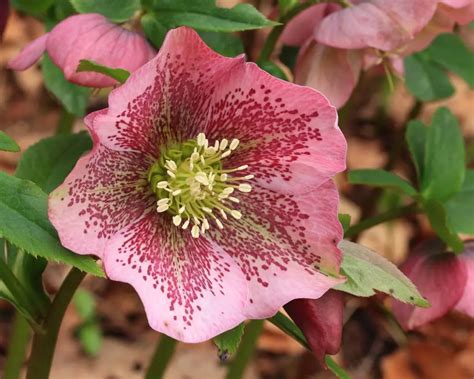 Helleborus (Hellebore; Christmas Rose) – A to Z Flowers