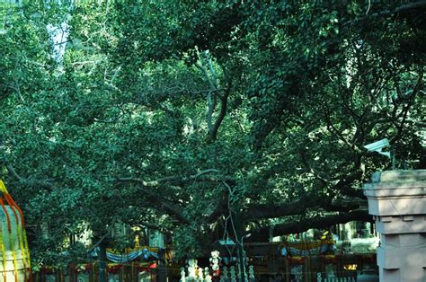 Mahabodhi Tree, Bodh Gaya | Beautiful | Pinterest