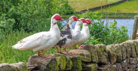 What Do Muscovy Ducks Eat? - A-Z Animals