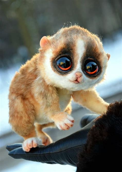 Slow Loris Pet Uk - Petspare