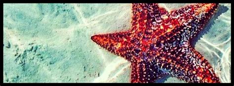 Starfish (#3089629) - HD Wallpaper & Backgrounds Download