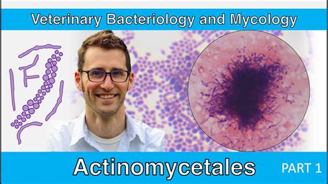 Actinomycetales (Part 1) - Veterinary Bacteriology and Mycology - YouTube