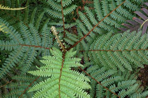 Cyathea sp. | Plant leaves, Variegated plants, Foliage plants