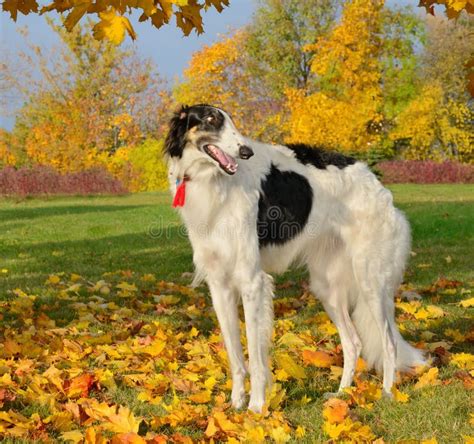 596 Black Borzoi Dog Stock Photos - Free & Royalty-Free Stock Photos from Dreamstime