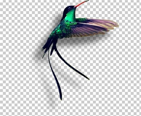 Jamaica Red-billed Streamertail Hummingbird Birdwatching PNG, Clipart ...