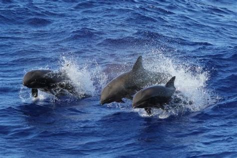 Unique Hybrid Whale-Dolphin Discovered Near Hawaii Paul Seaburn July 30, 2018 | Whale, Dolphins ...