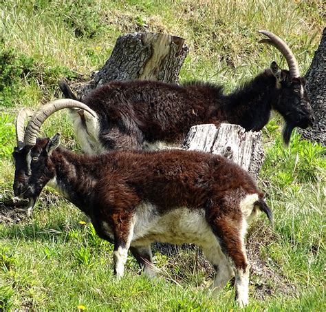 Mountain Goats Free Stock Photo - Public Domain Pictures