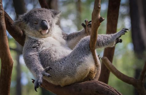 +117 Curiosidades de los koalas que te gustará descubrir