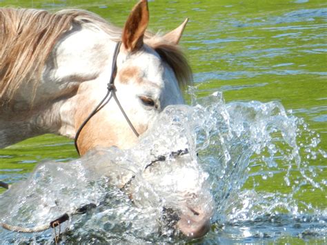 Playing in Water - Horse zack. Photo taken in Squamish BC. Mamquam River. (Jayme Ellis of ...