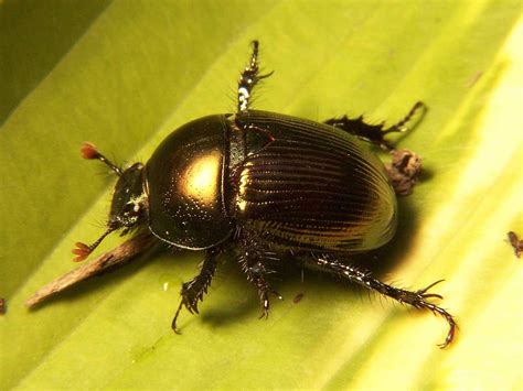 Learn about Nature | Dung Beetle - Learn about Nature