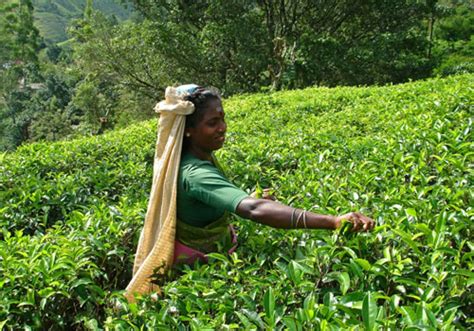 Tea of Sri Lanka (Ceylon Tea) - The Finest Tea in the World