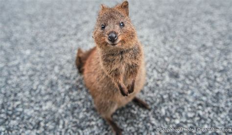 Australia’s Top 10 Marsupials - Dreamstime