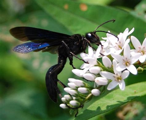 Great Black Wasp ( Sphex pensylvanicus ) Long Island, NY - a photo on Flickriver