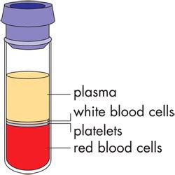 Blood Types & Plasma - Blood & Cardio Vascular Project