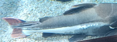 Identification? What species is in front of the redtail catfish? - ZooChat