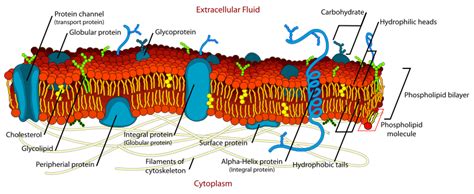 Cell membrane - wikidoc