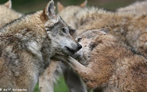 Pack and Individual Behavior of Wolves - May 2014 07 | Flickr