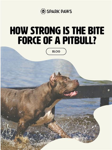 Spark Paws: How powerful is the bite force of a Pit Bull? 🐶 | Milled