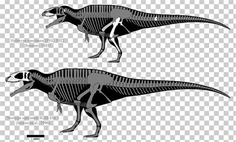 Carcharodontosaurus Giganotosaurus Acrocanthosaurus Tyrannotitan Velociraptor PNG, Clipart ...