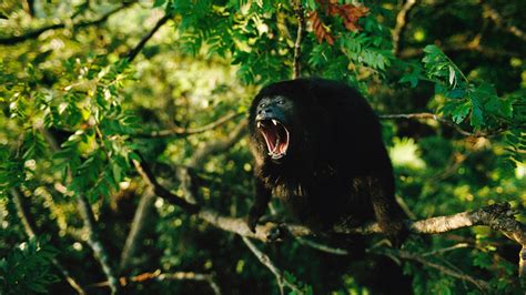 Howler Monkey Facts For Kids | Kids Matttroy