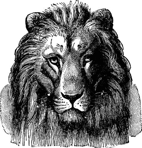 Lion Front View Drawing