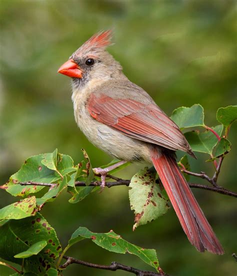 Beautiful female Northern Cardinal | Pet birds, Cardinal birds, Beautiful birds