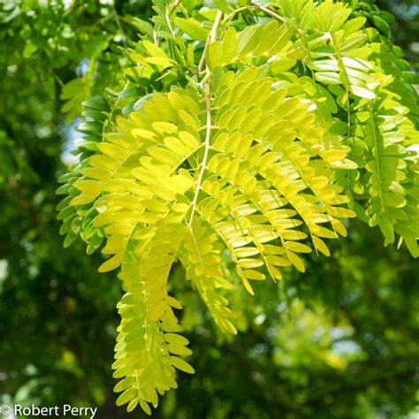 Thornless Honey Locust ‘Sunburst’ | Gudenkauf Transplanting