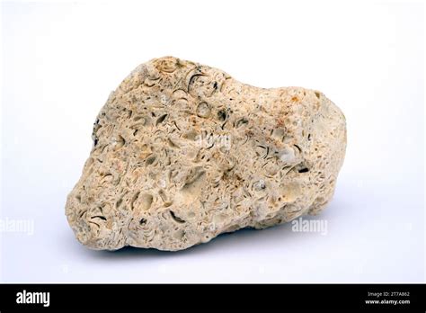 Coquina is kind of fossiliferous limestone. Limestone is a carbonate ...