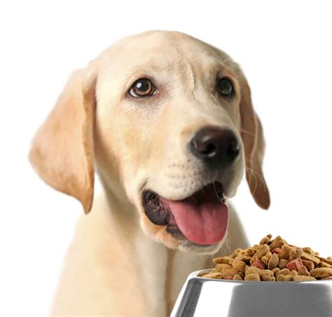 What Is The Food Of Labrador Puppy