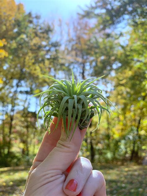 Do Air Plants Need Sun? (Choosing the Ideal Spot) - Celebrated Nest