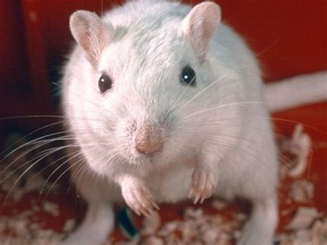 Cute gerbils, not rats, to blame for the plague | The Independent | The Independent