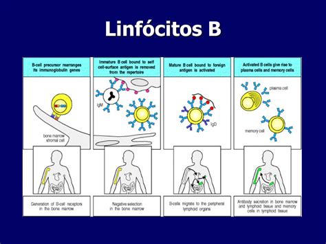 Os Linfócitos B Adquirem Imunocompetência Em Qual órgão - ENSINO