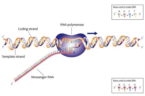 DNA - Definition, Function, Structure and Discovery | Biology Dictionary