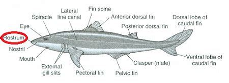 What is the rostrum on a shark? | Homework.Study.com