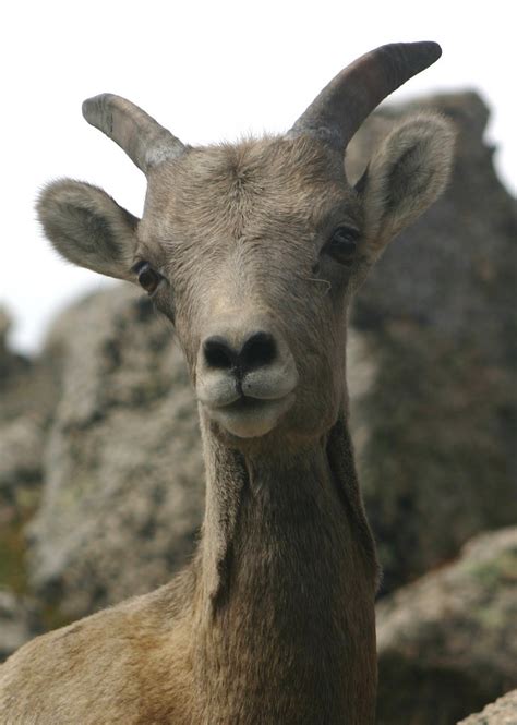 Cannundrums: Rocky Mountain Bighorn Sheep