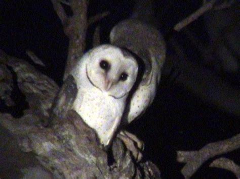 Australian Masked Owl - Owls Photo (28526620) - Fanpop