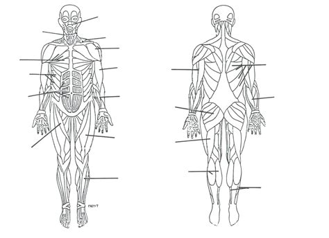 Muscular System Diagram Worksheet