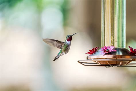 Why Hummingbirds Can See A Color Spectrum That Humans Cannot ...