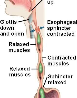 Peristalsis and Peristaltic Movement class 10 - CBSE Class Notes Online - Classnotes123