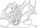 Seahorse coloring Page  Free Printable Coloring Pages sketch template