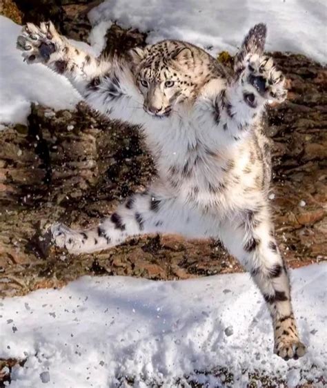 Wild Cats: The Snow Leopard – kimcampion.com