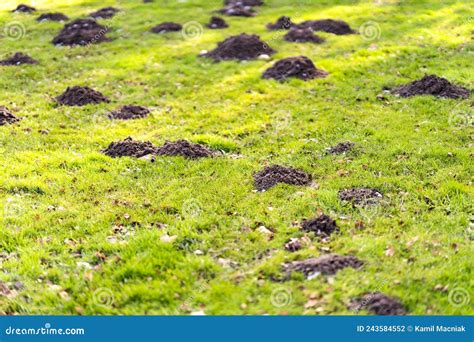 Lawn in the Garden with Mole Hills Stock Photo - Image of mound, rodent: 243584552