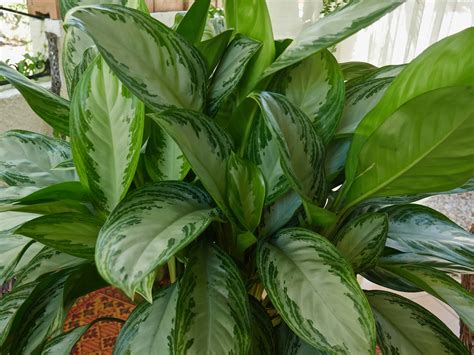 10 Best Low Light Indoor Plants that Are Easy to Care for!