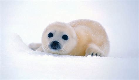 Fotos de focas bebés