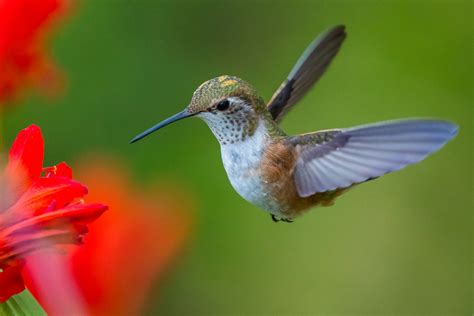 Can Birds Fly Backwards? Discover Hummingbirds and their Upside Down Ability - Furrscape