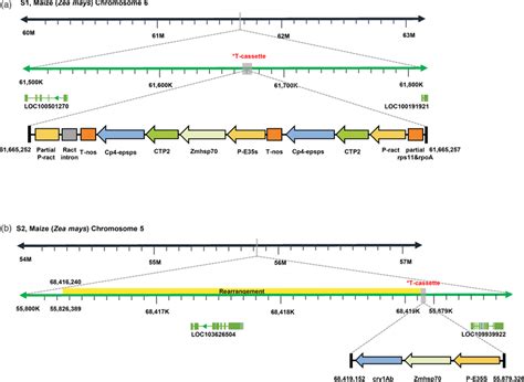 Schematic diagram of the whole structure and arrangement of transgene... | Download Scientific ...