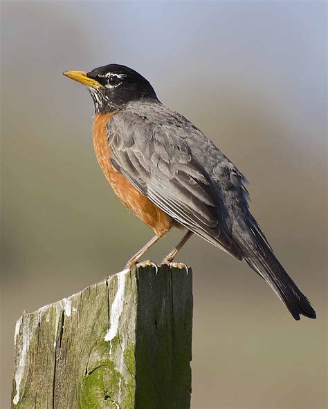 American Robin, Michigan state bird | State birds, Pet birds, Backyard birds